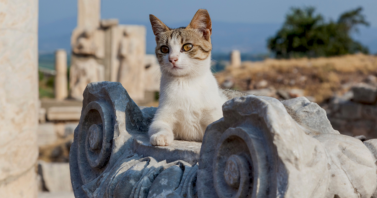 Meet Garfi, The World's Angriest Cat